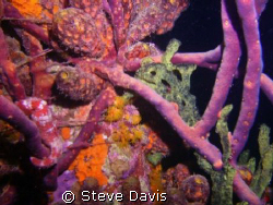 Under the pier in Bomaire, Candy Stripped Sea horse. Night by Steve Davis 